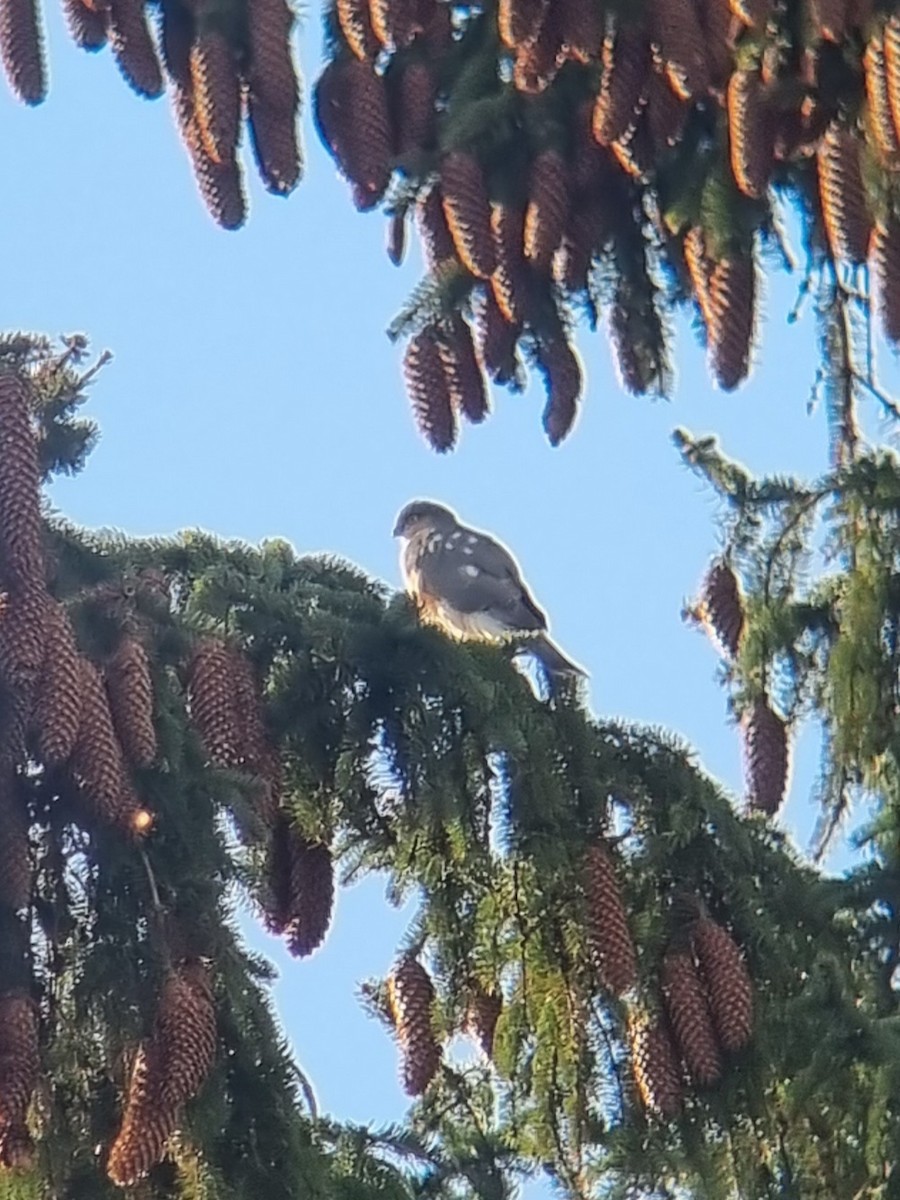 krahujec obecný - ML632795726