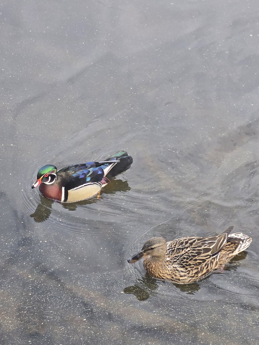 Wood Duck - ML632795775