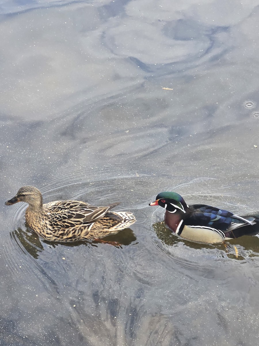 Wood Duck - ML632795776
