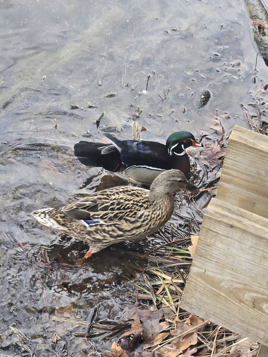 Wood Duck - ML632795777