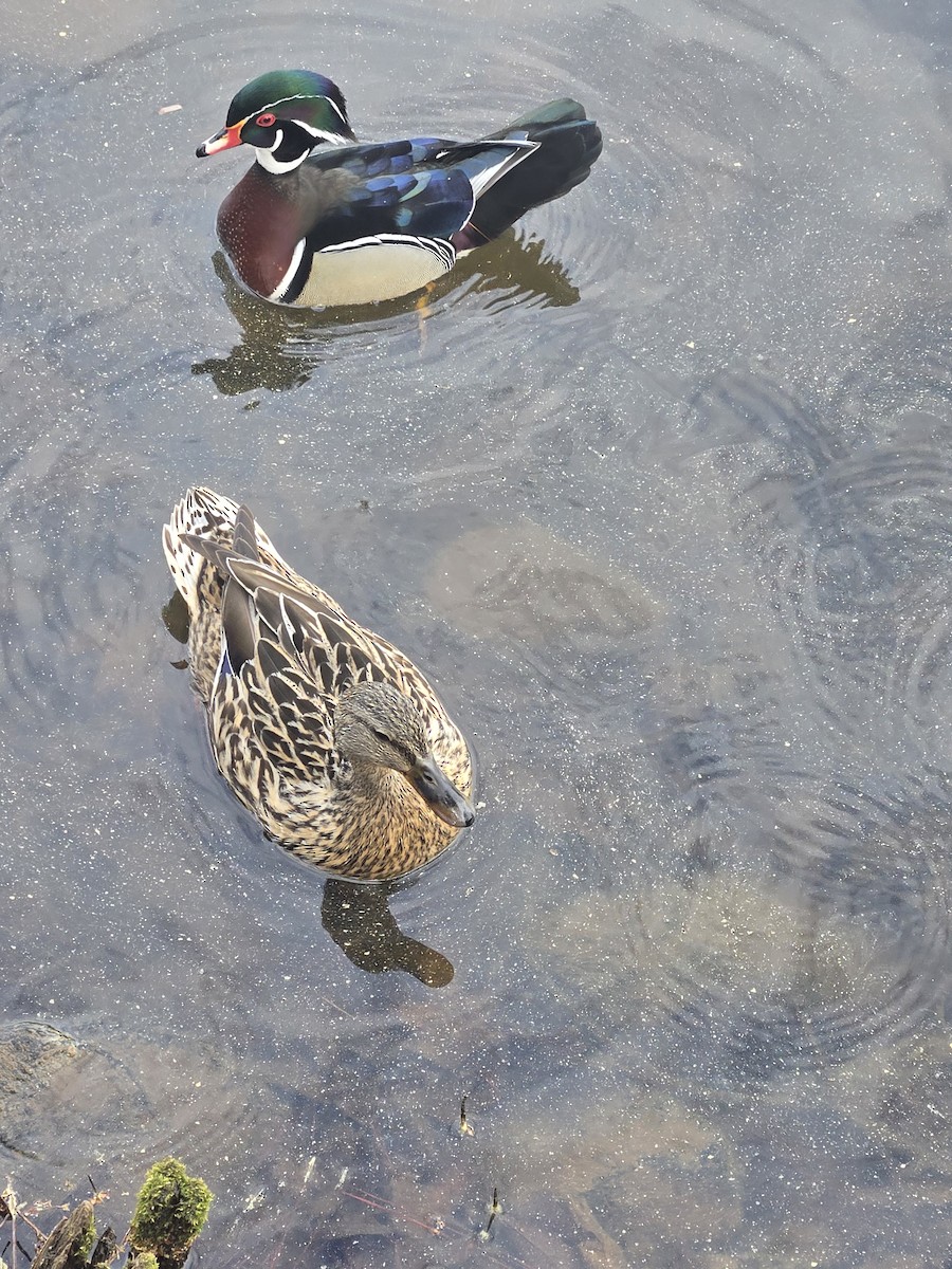 Wood Duck - ML632795778