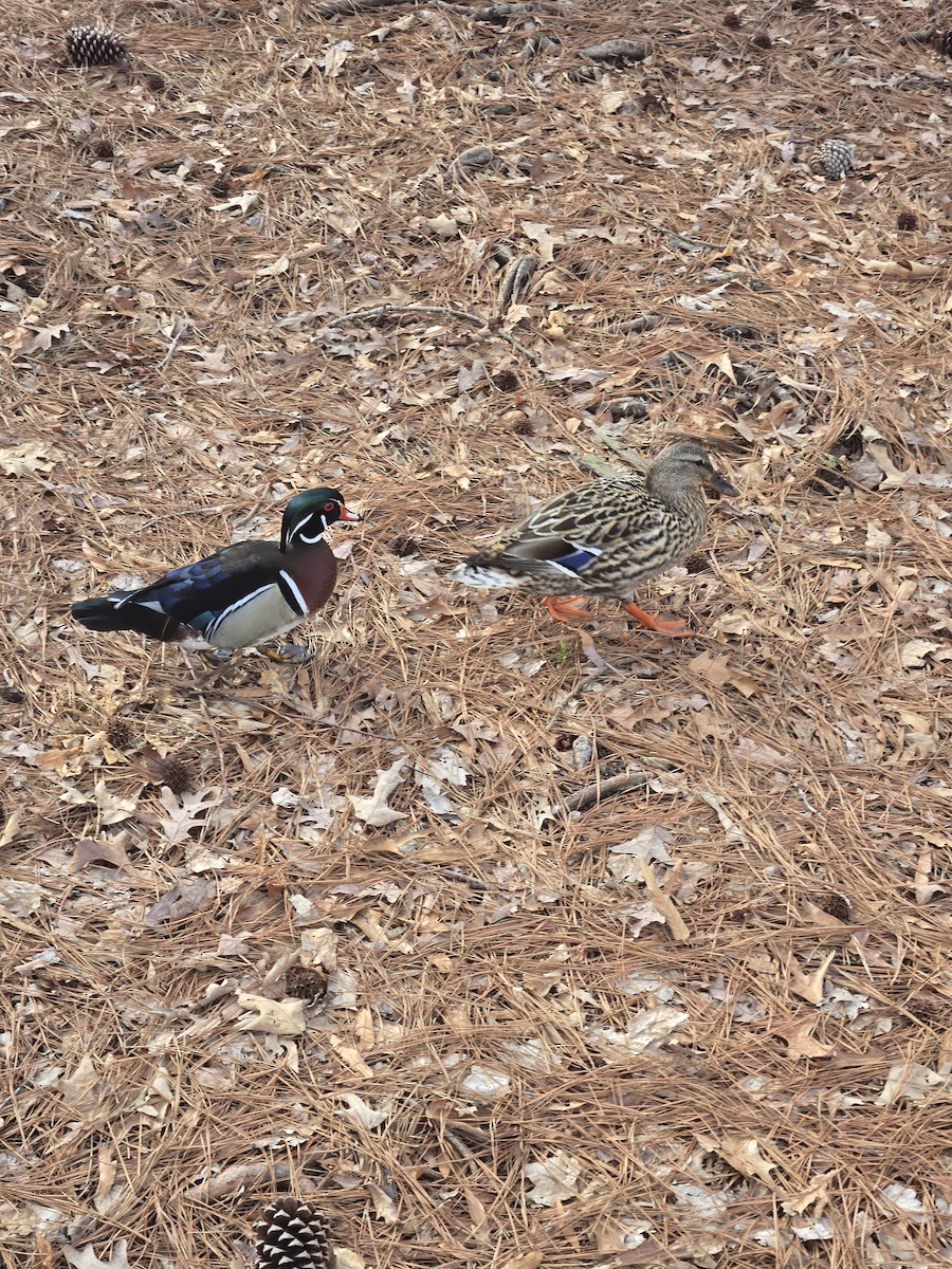 Wood Duck - ML632795783