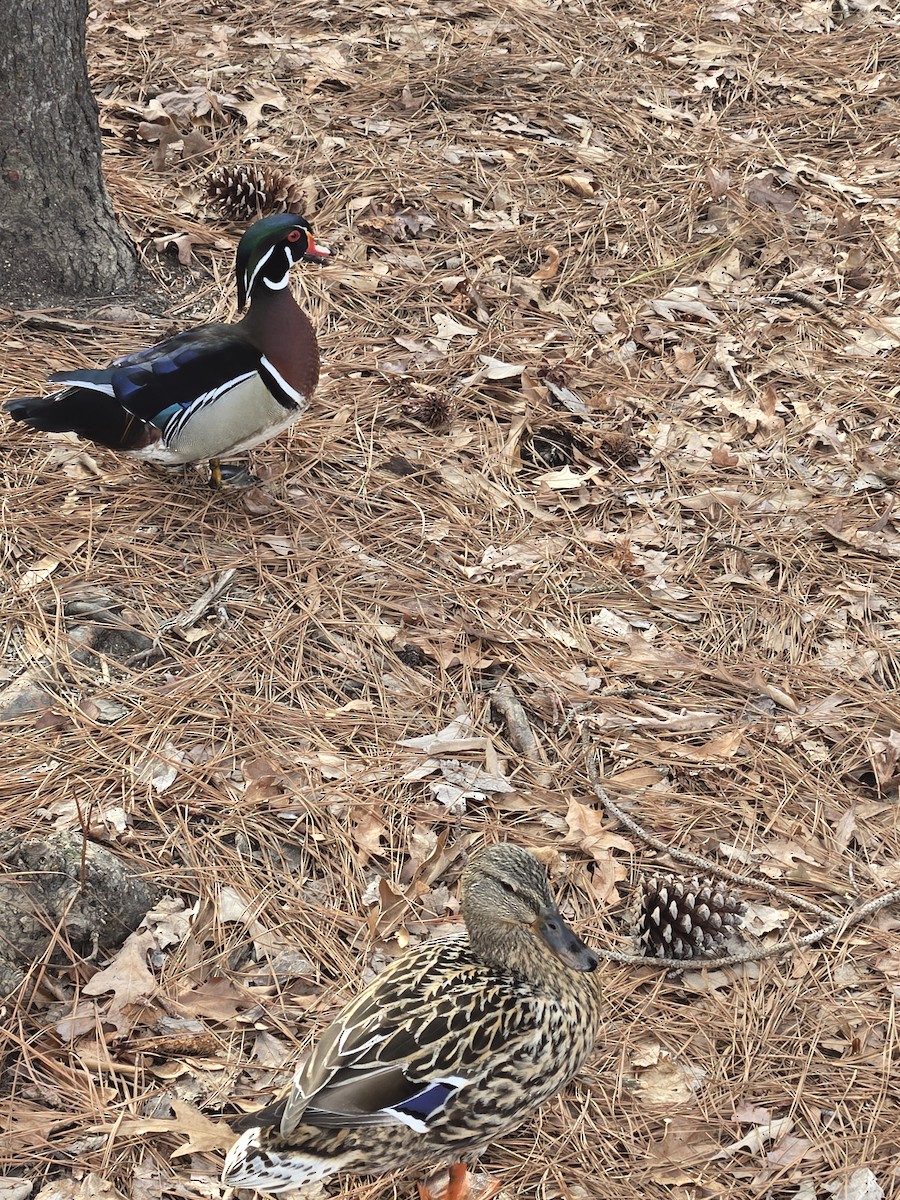 Wood Duck - ML632795784