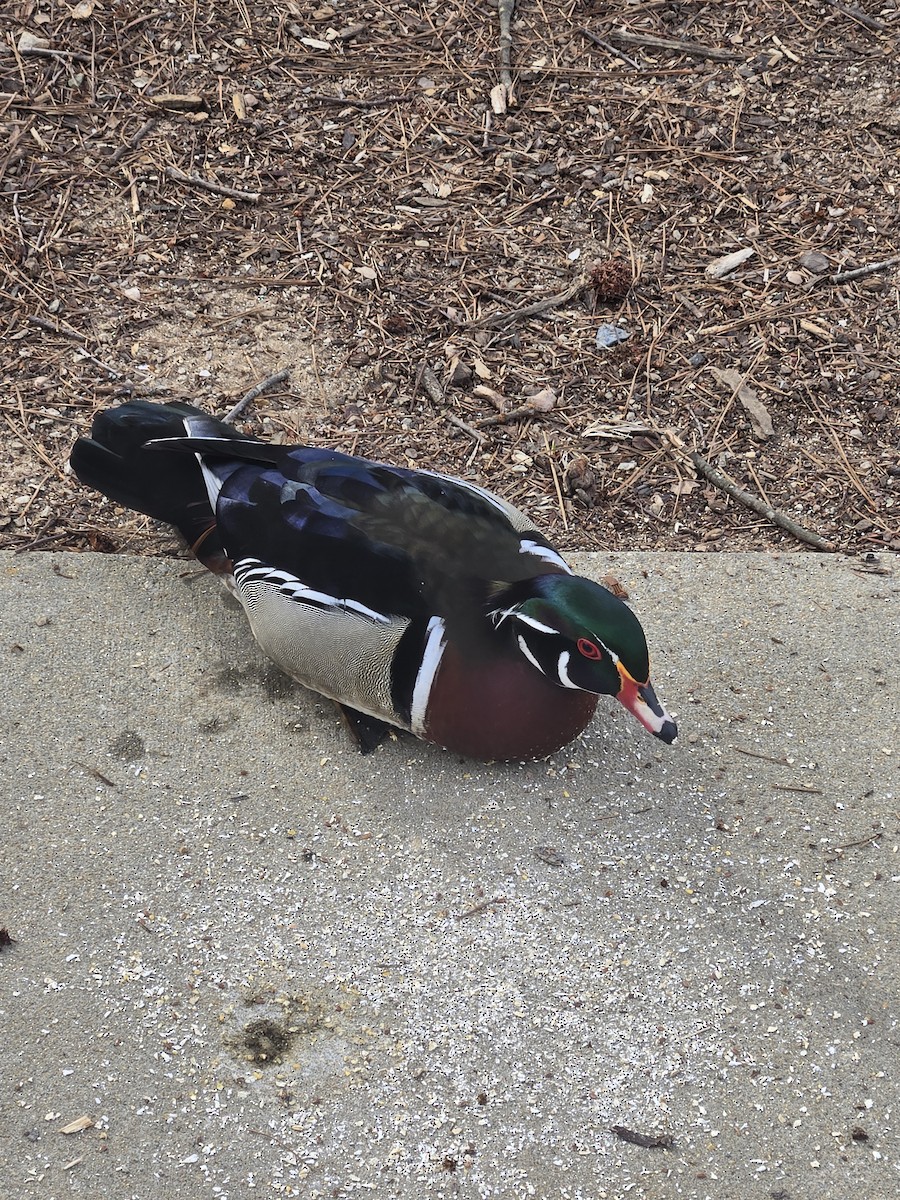 Wood Duck - ML632795785