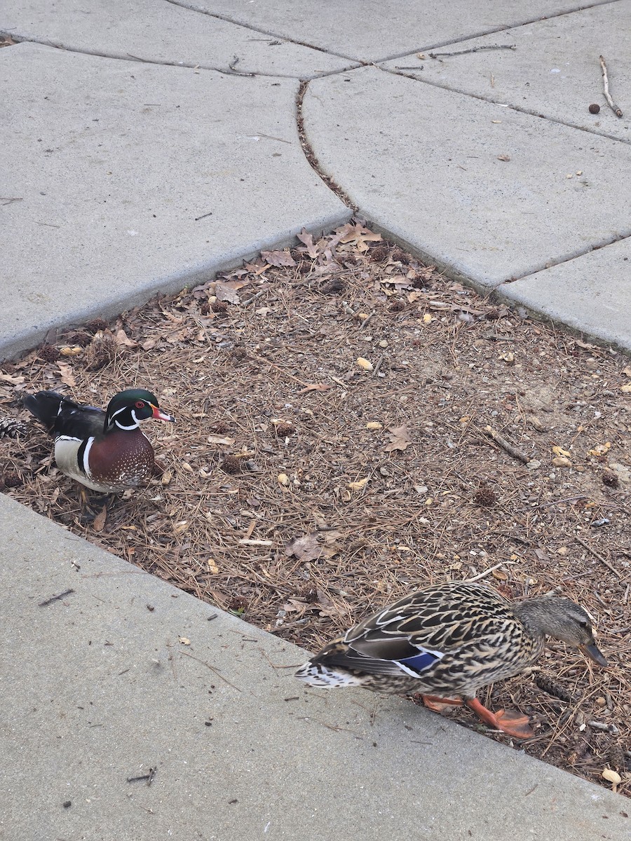 Wood Duck - ML632795786