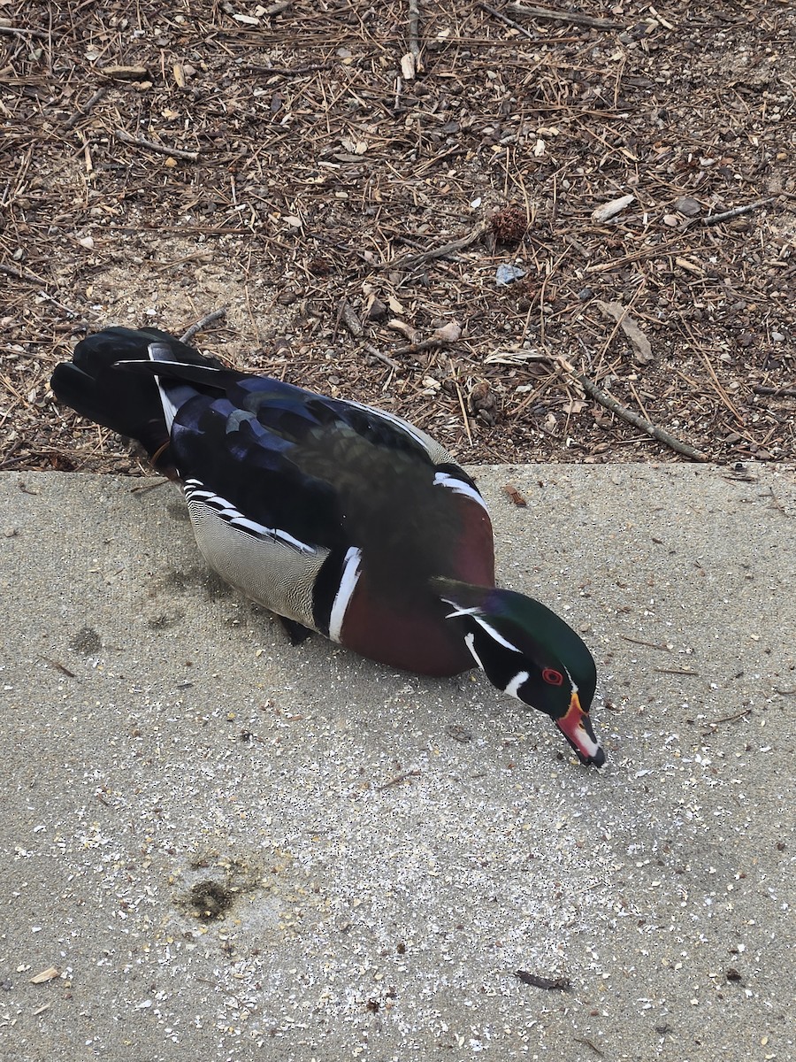Wood Duck - ML632795787
