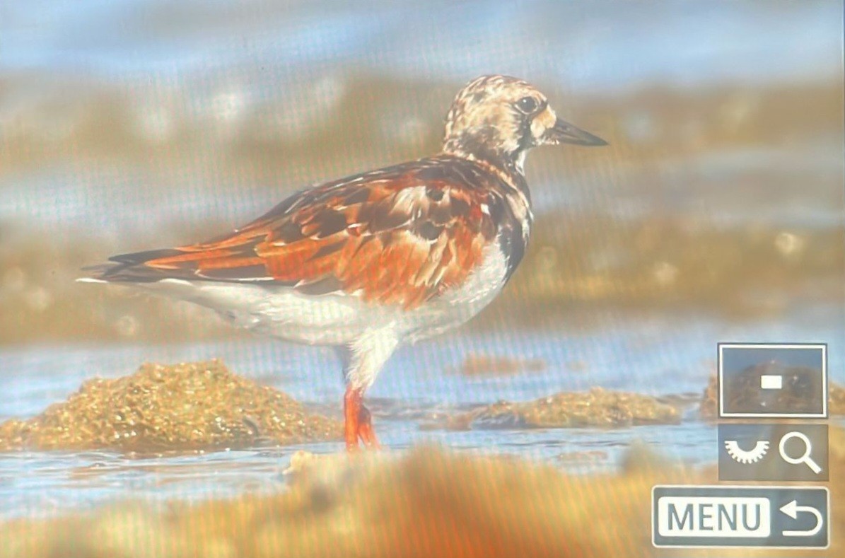 ארנריה אדמונית - ML632795805