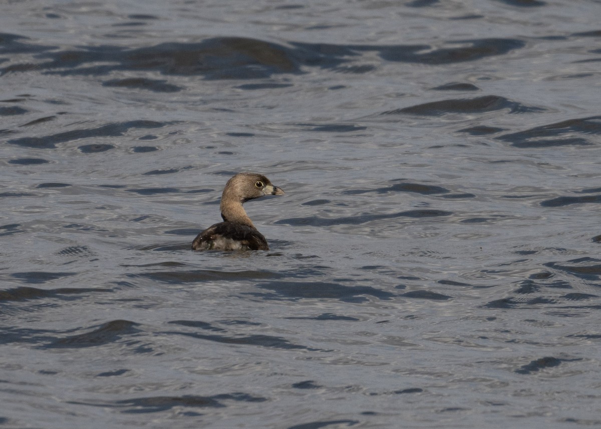Pied-billed Grebe - ML632795848