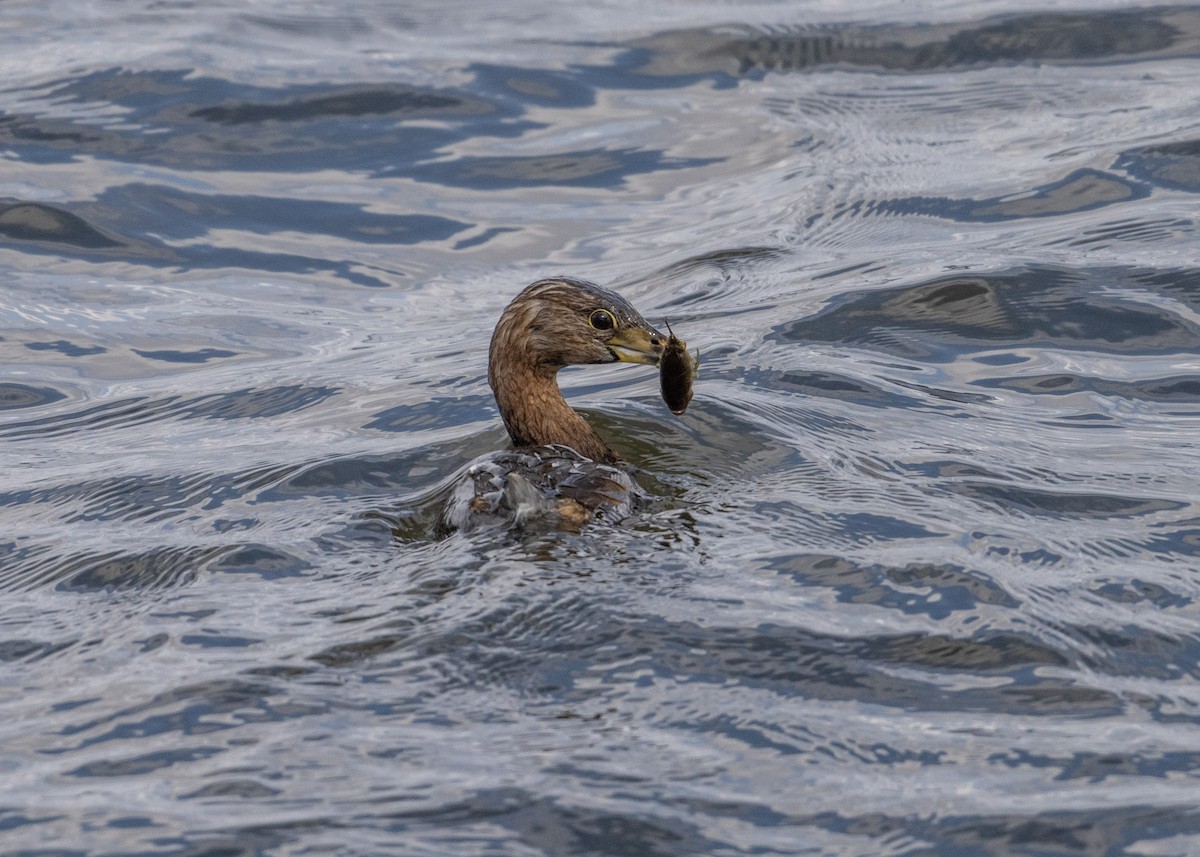 Pied-billed Grebe - ML632795873