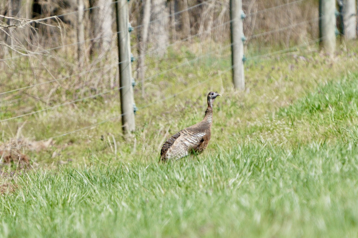 Wild Turkey - ML632795928