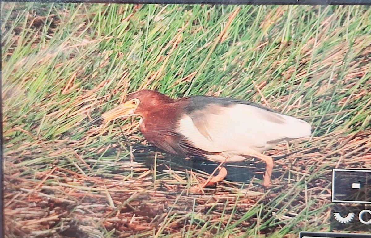 אנפית סינית - ML632795982