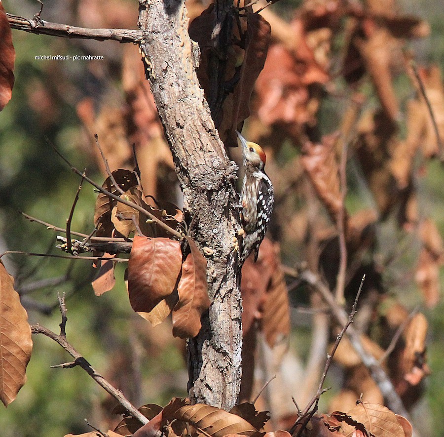 Yellow-crowned Woodpecker - ML632796010
