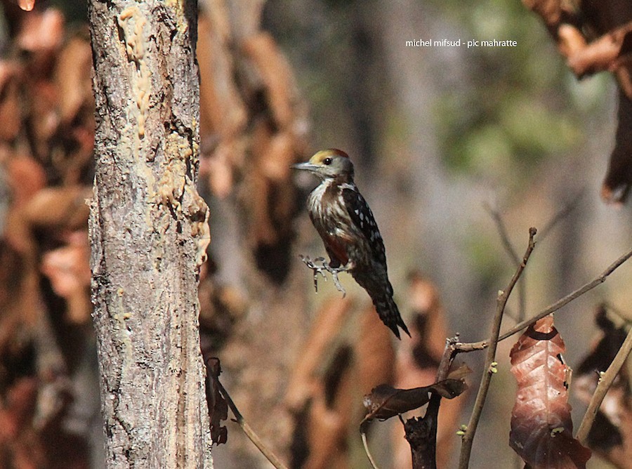 Yellow-crowned Woodpecker - ML632796019