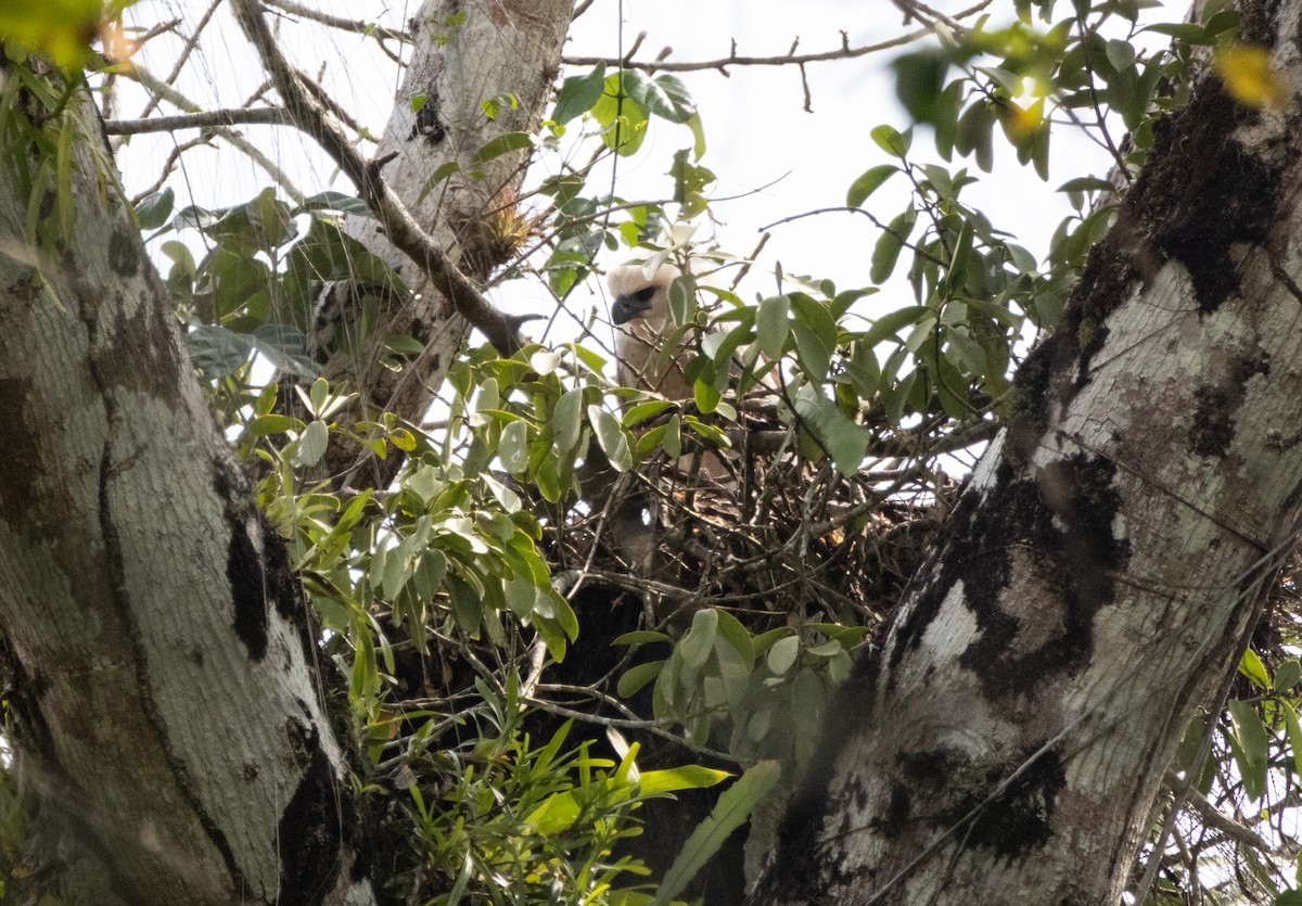 Harpy Eagle - Glenn Koppel