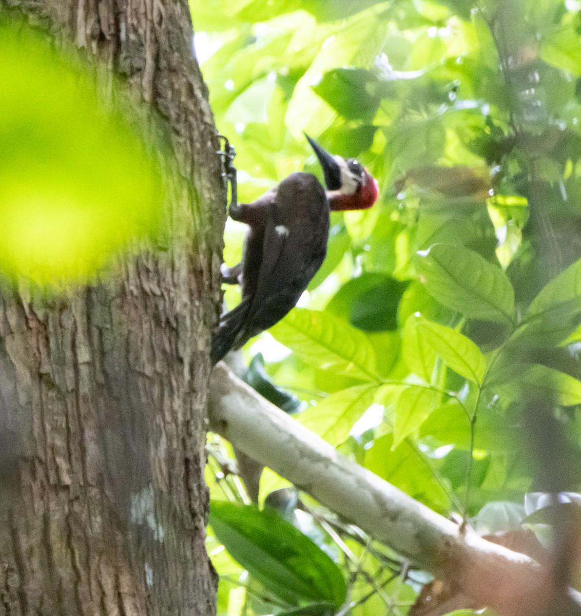 Crimson-bellied Woodpecker - ML632796155