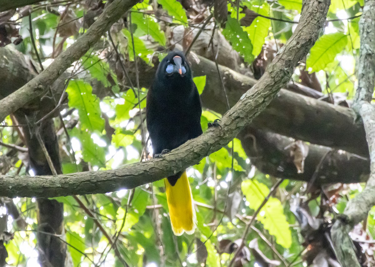 Black Oropendola - ML632796170