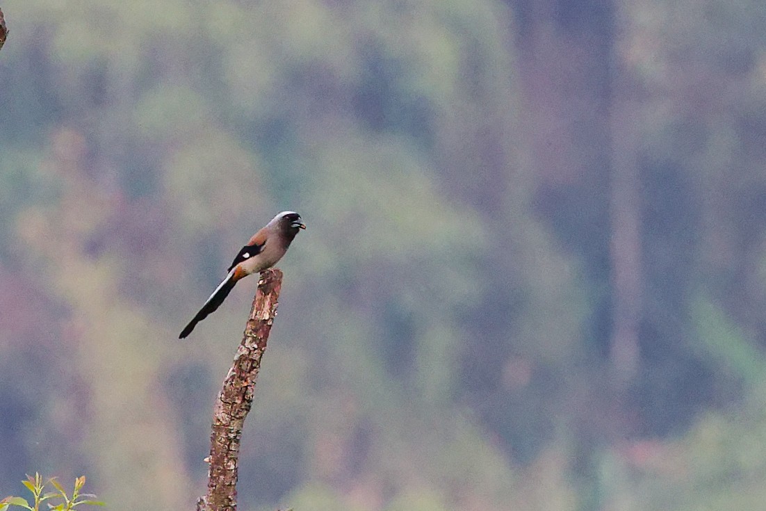 Gray Treepie - ML632796272