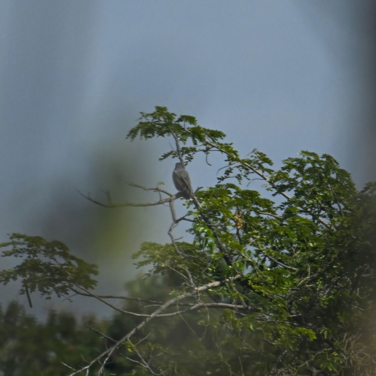 Snail Kite - ML632796277