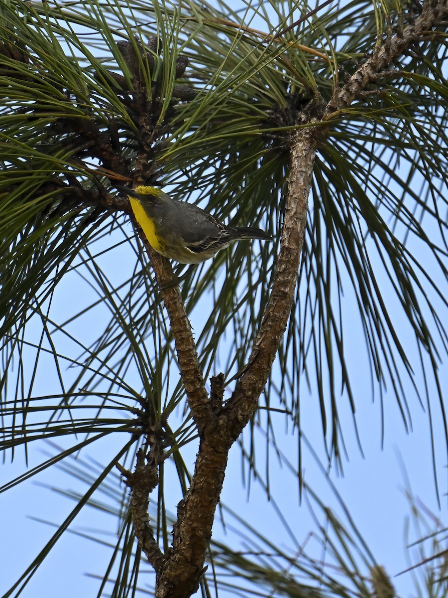 Olive-capped Warbler - ML632796324