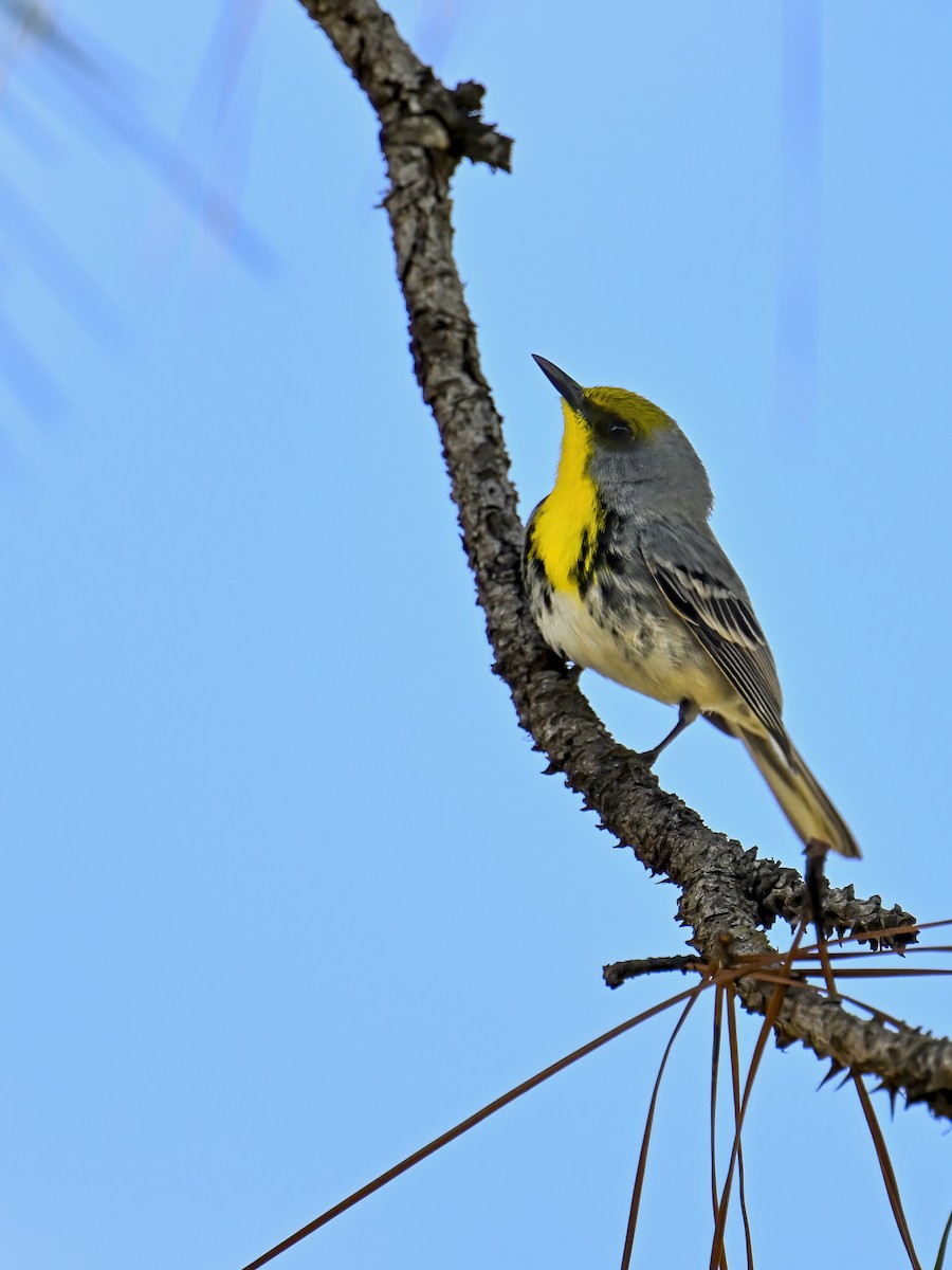 Olive-capped Warbler - ML632796327