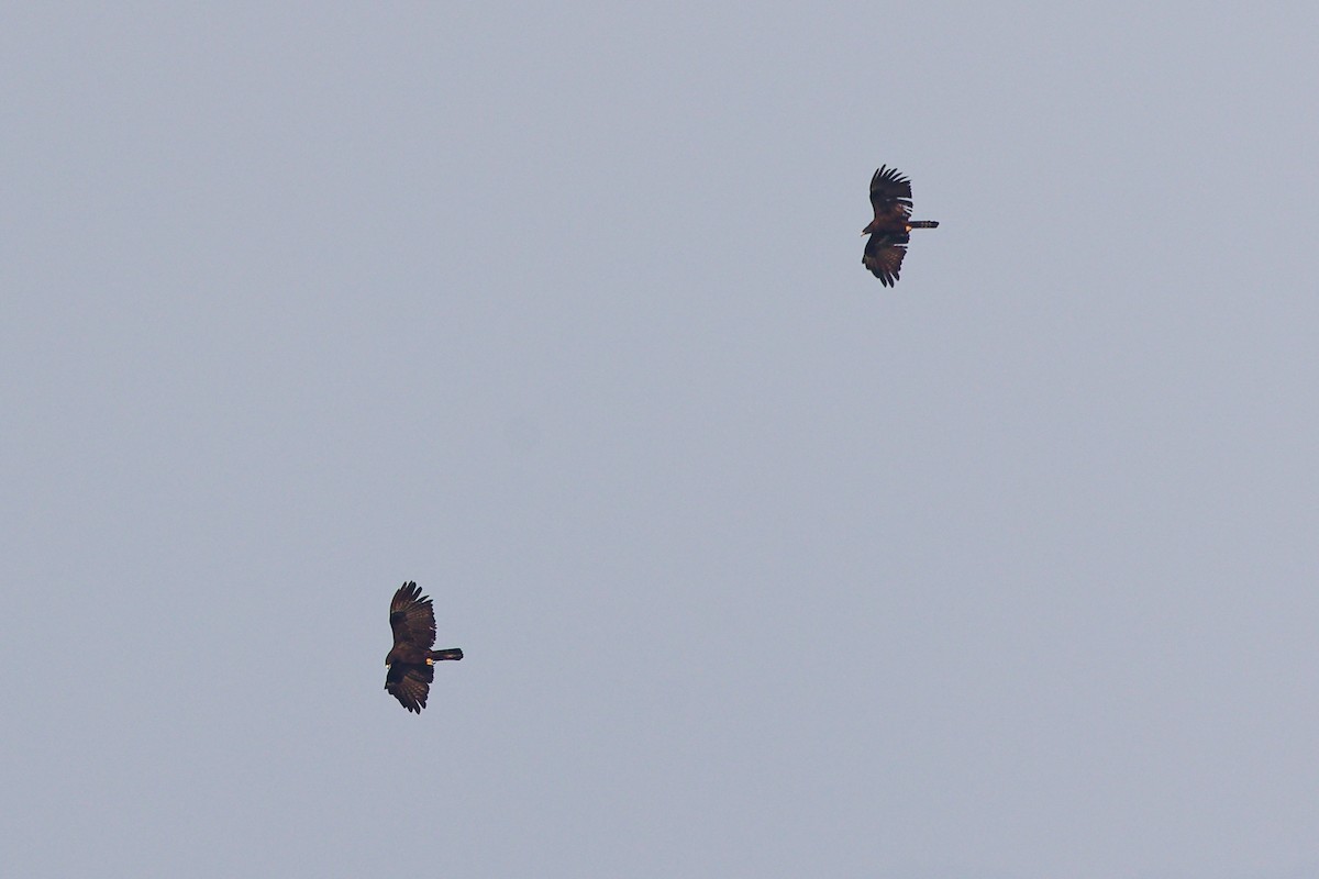 Black Eagle - ML632796523