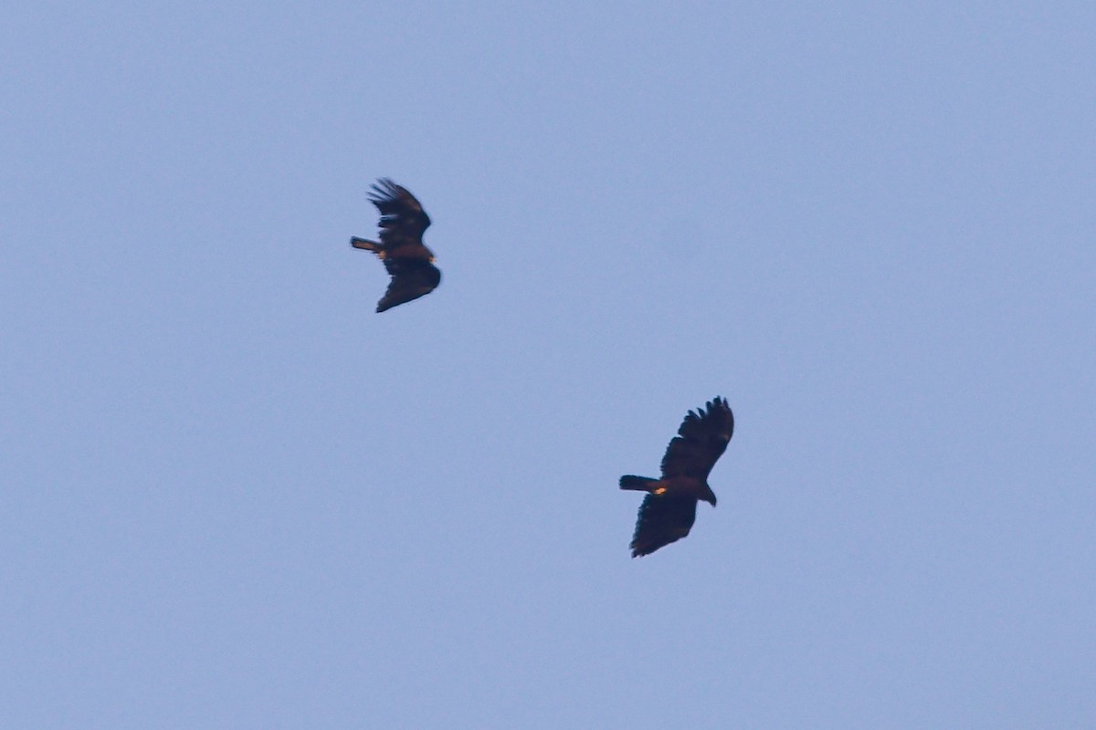 Black Eagle - ML632796524