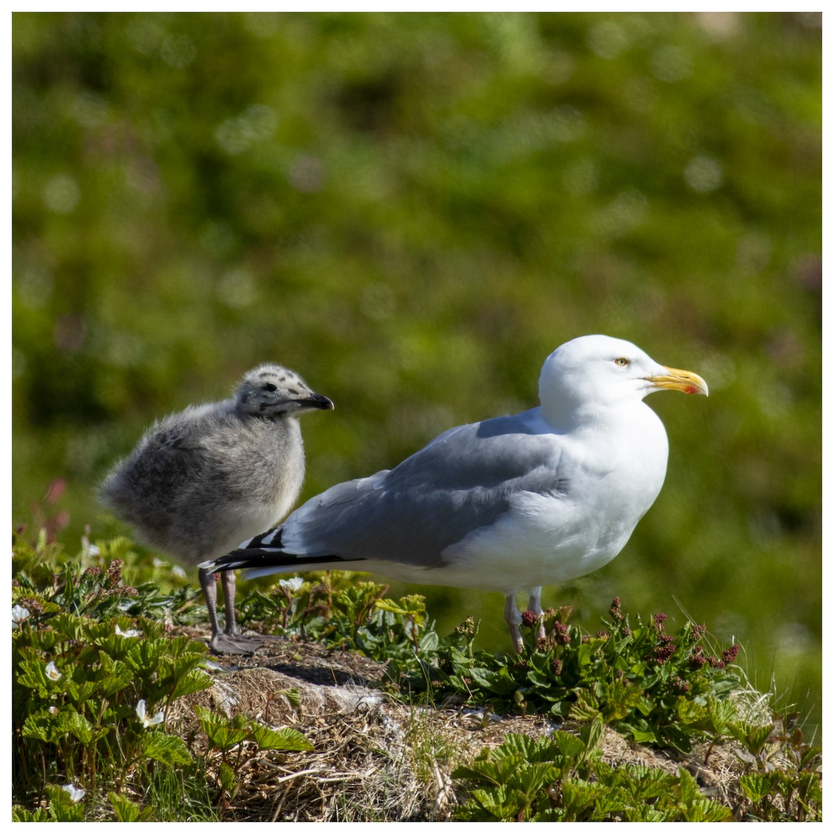 European Herring Gull - ML632796620