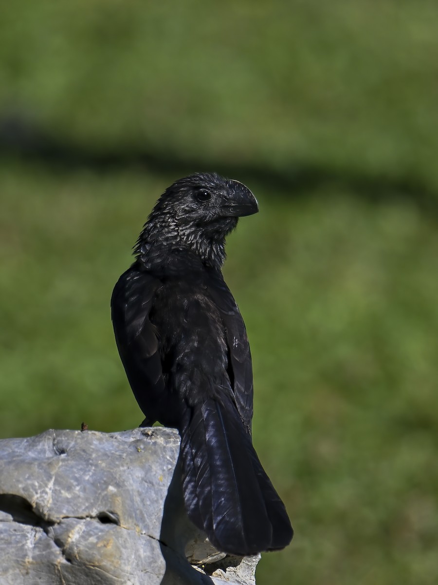 Smooth-billed Ani - ML632797099