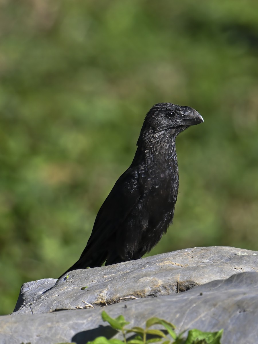 Smooth-billed Ani - ML632797100