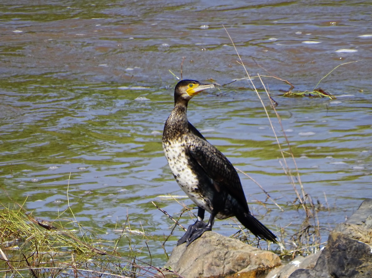 Great Cormorant - ML632797189