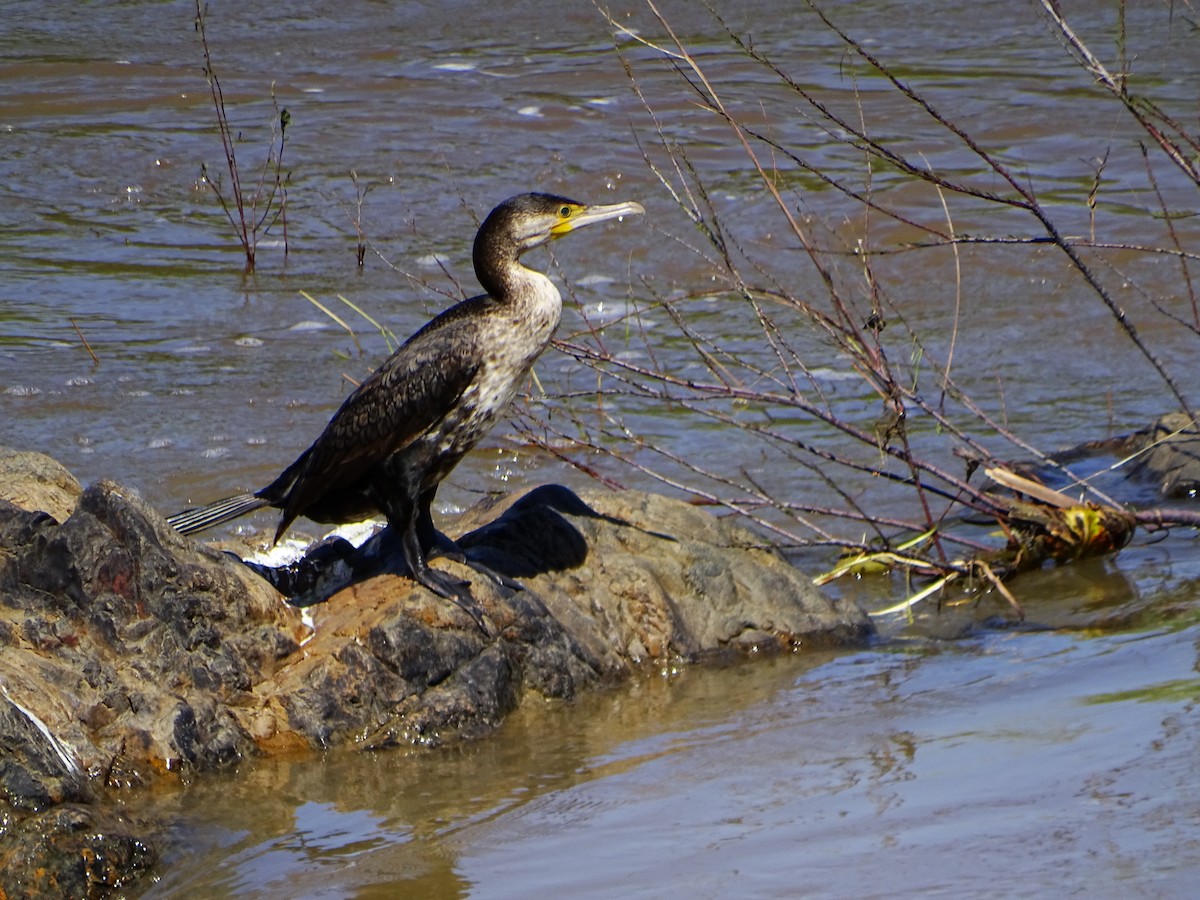 Great Cormorant - ML632797190