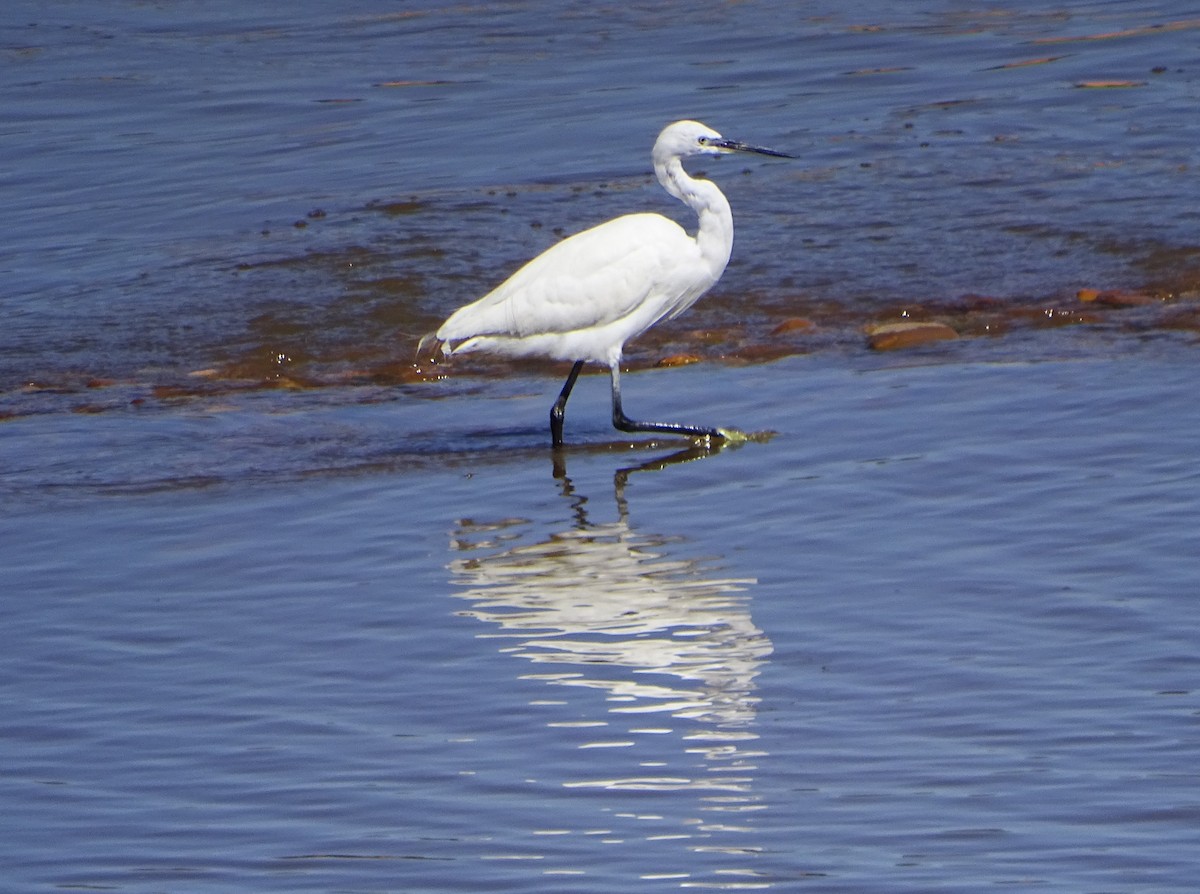 Little Egret - ML632797210