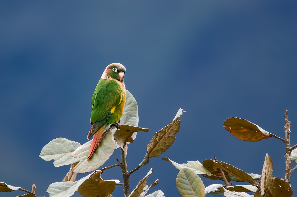Brown-breasted Parakeet - ML632797271