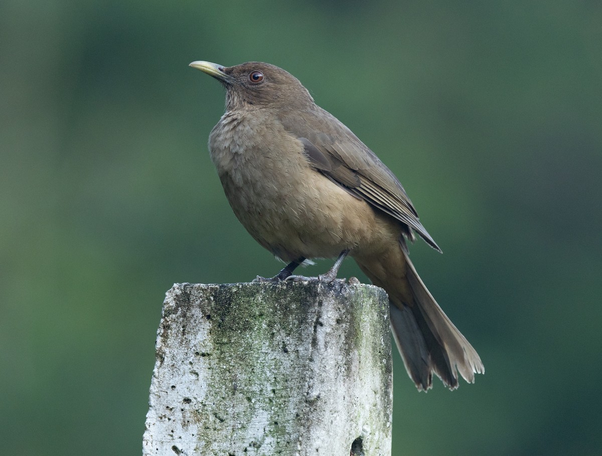 Clay-colored Thrush - ML632797314