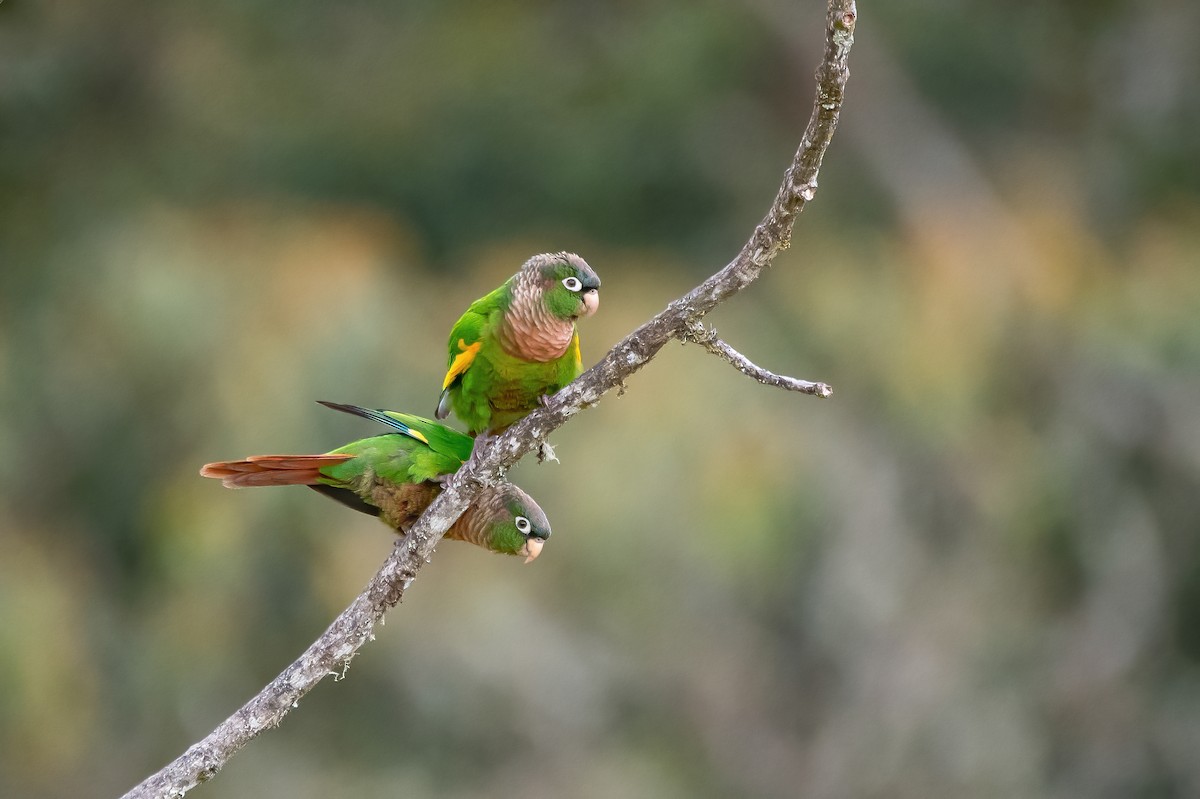 Brown-breasted Parakeet - ML632797319