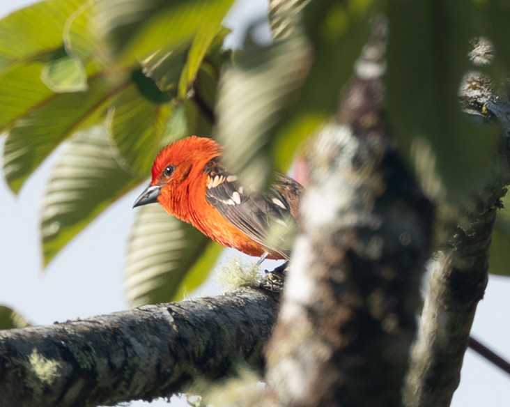 Flame-colored Tanager - ML632797367