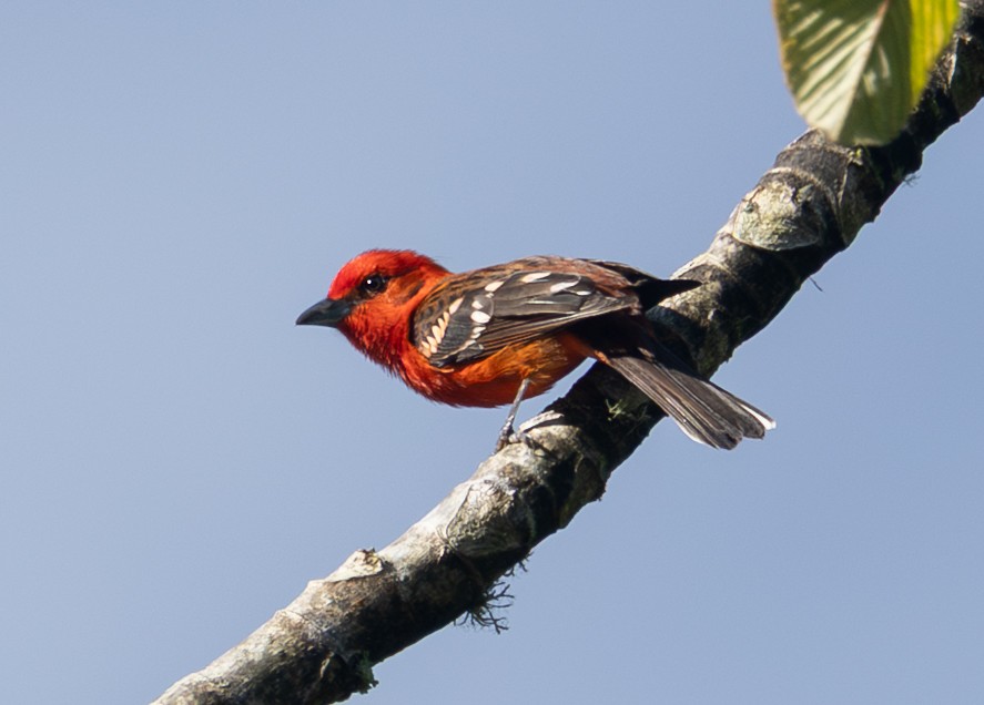 Flame-colored Tanager - ML632797368