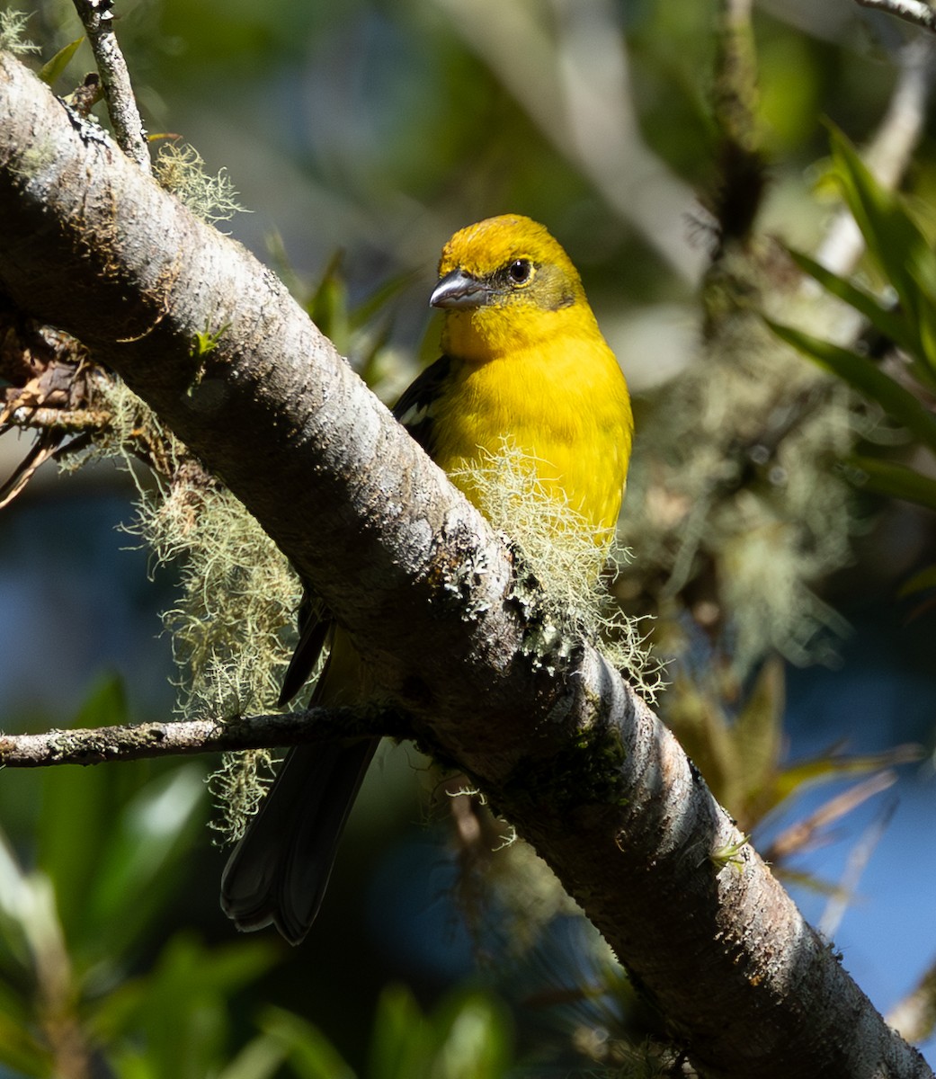 Flame-colored Tanager - ML632797371