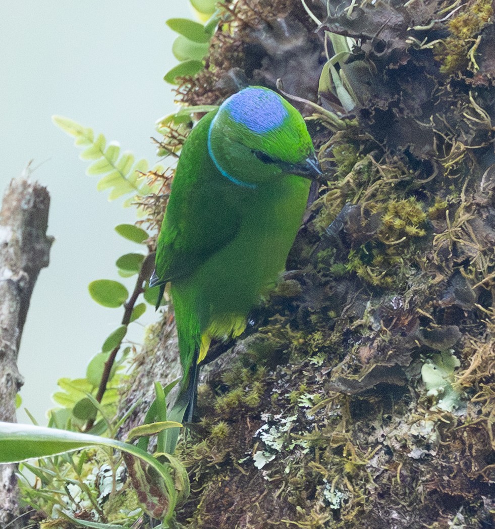 Golden-browed Chlorophonia - ML632797387