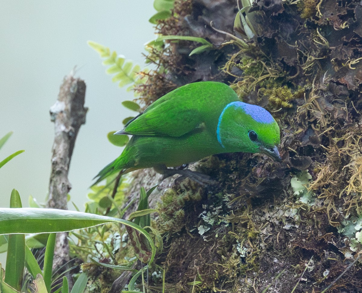 Golden-browed Chlorophonia - ML632797388