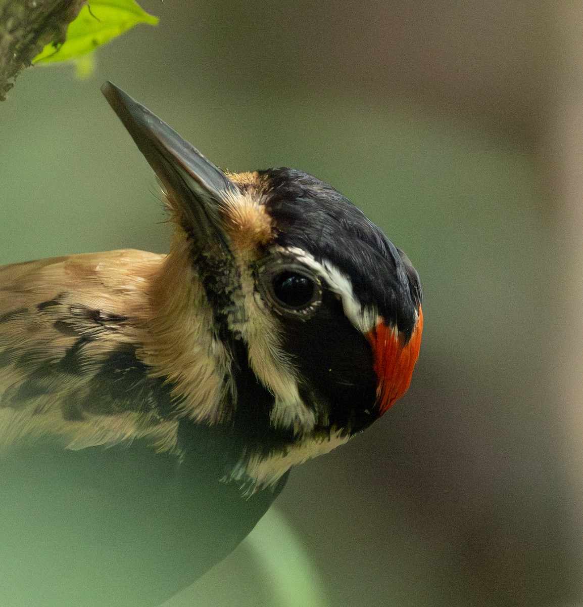 Hairy Woodpecker - ML632797408