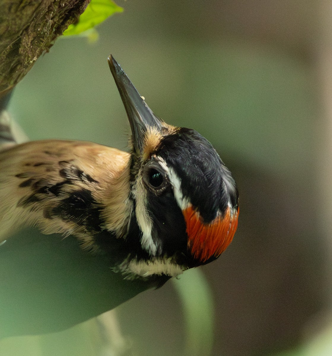 Hairy Woodpecker - ML632797409