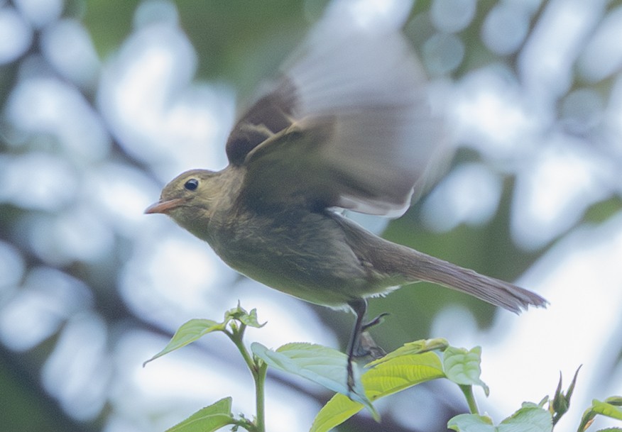 Mountain Elaenia - ML632797414
