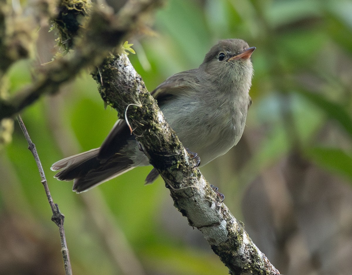 Mountain Elaenia - ML632797416