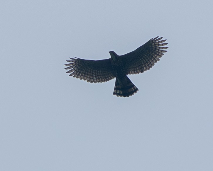 Ornate Hawk-Eagle - ML632797423