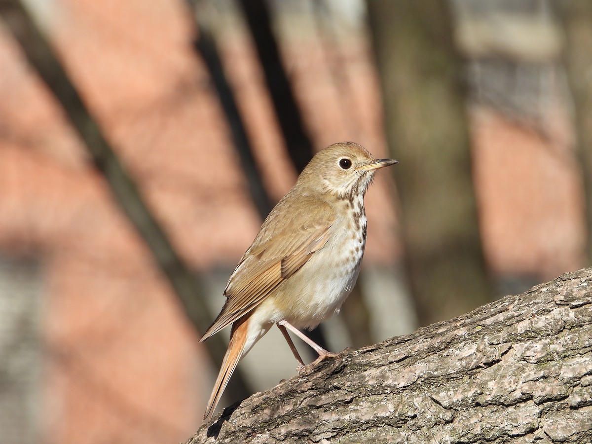 Hermit Thrush - ML632797437