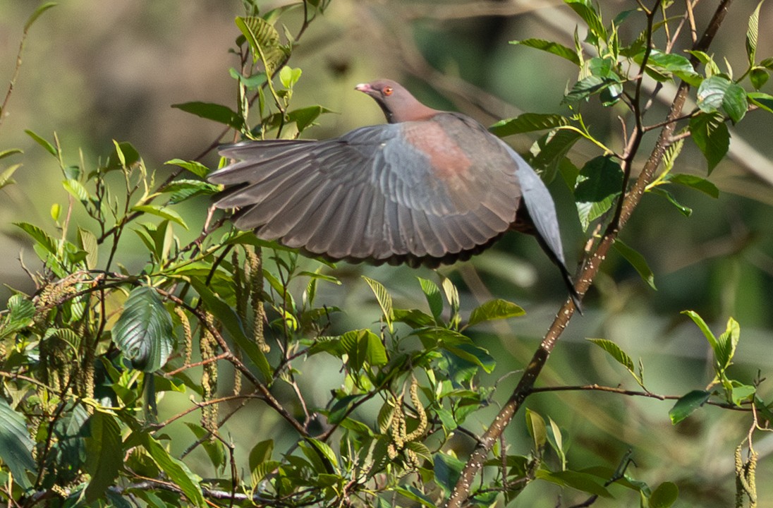 Red-billed Pigeon - ML632797442