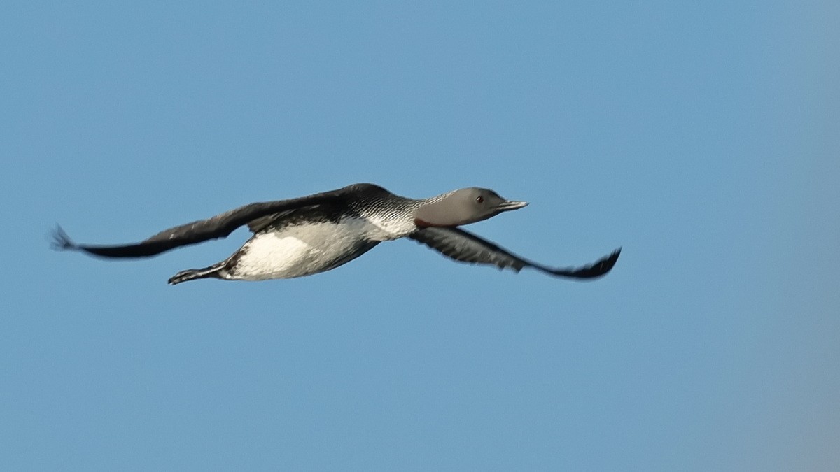 Red-throated Loon - ML632797449