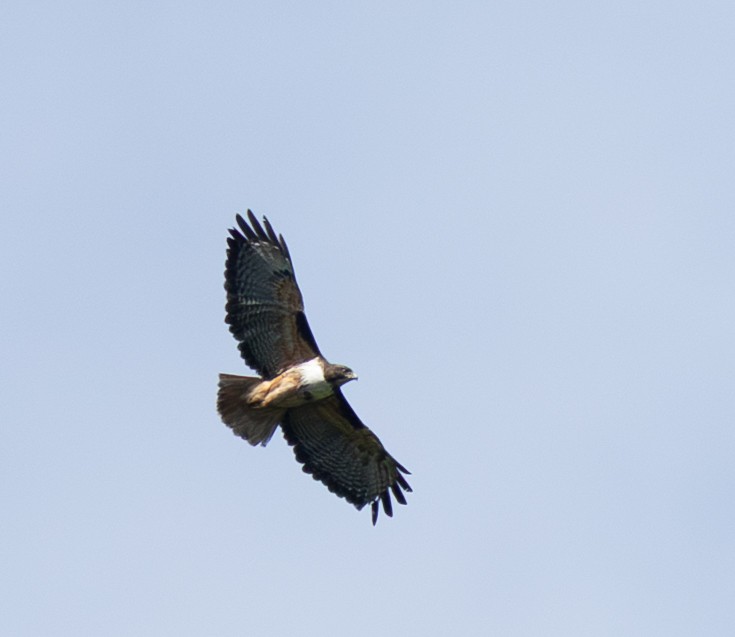 Red-tailed Hawk - ML632797450