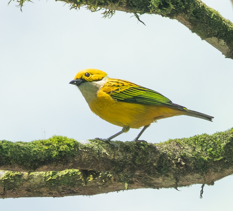 Silver-throated Tanager - ML632797486